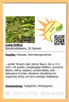 Leea indica, 10 Samen